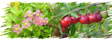 Clique no menu abaixo e conhe&ccedil;a o projeto e as fotos do experimento.