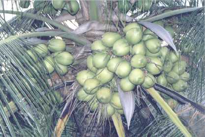 C�co irrigado desde o in�cio