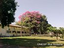 Ip&ecirc; em frente ao Laborat&oacute;rio de Hidr&aacute;ulica e Irriga&ccedil;&atilde;o da UNESP Ilha Solteira