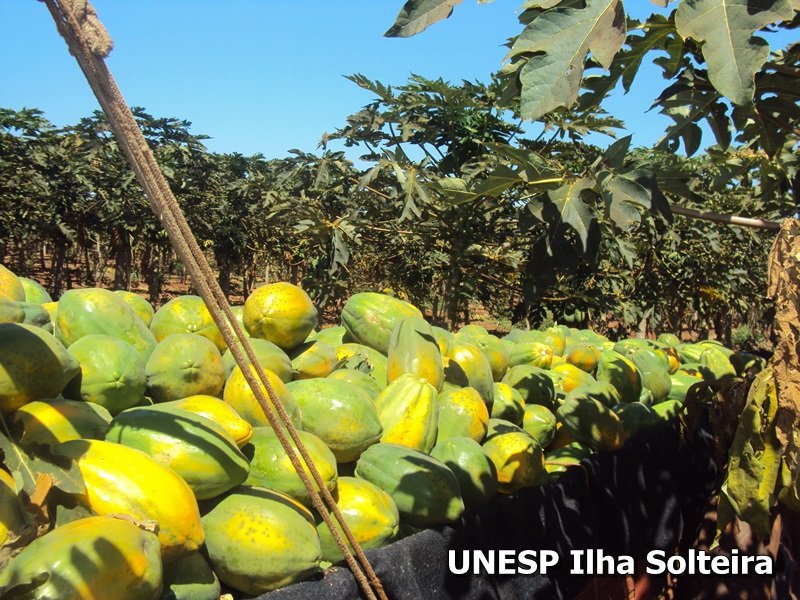 frutas school 22 ago 2015 (16)